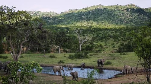 Afrikanischer Buschelefant im Krüger-Nationalpark, Südafrika