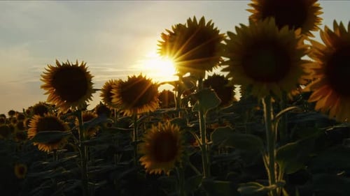 Agriculture Yellow Sunflower Plant In Farm Field In Sunlight 29