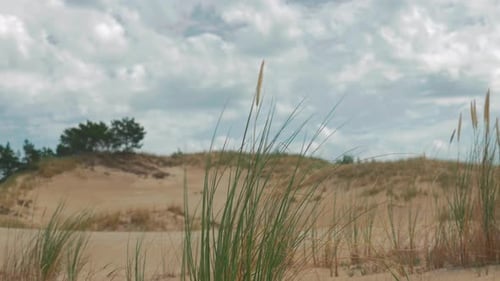 Wind Blowing Through Grass on Sand Dunes