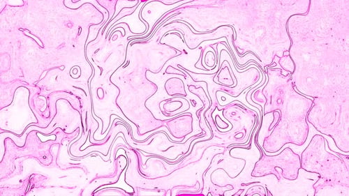 Fluid Abstract Pink Lines Seamlessly Morphing Motion Background
