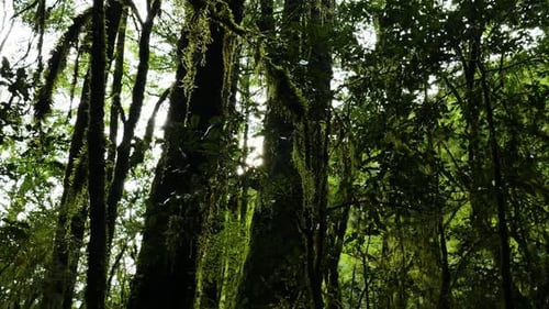 Close up pan shot of tropical vines of tree in jungle and sunlight in backdrop
