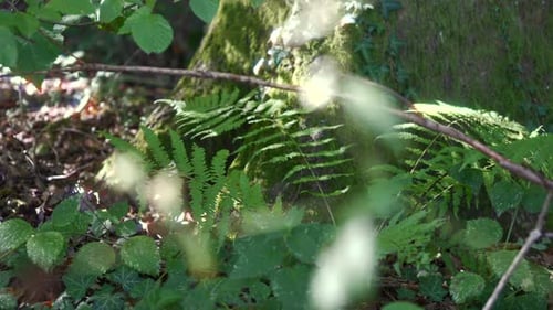 Sun mist penetrates the forest and shining green fern, nature plant forest