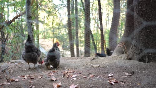 Backyard chickens behind the fence