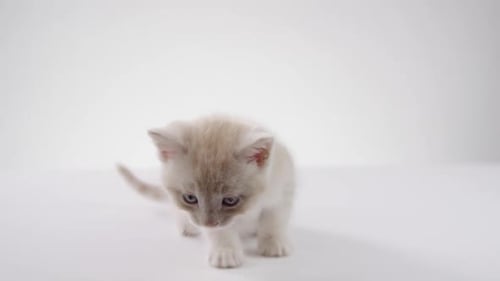 Adorable Beige Kitten Exploring on White Background