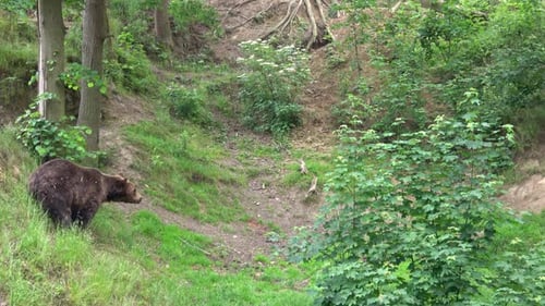 Brown bear in the forest