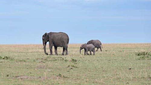 Family of wild elephants in a natural environment