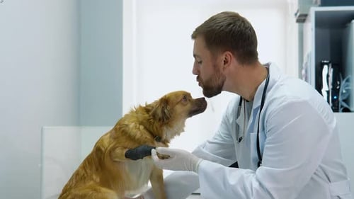 The Veterinarian Examines the Dog with a Bandage in a Veterinary Clinic