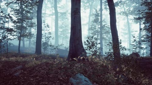 Panoramic View of the Majestic Evergreen Forest in a Morning Fog