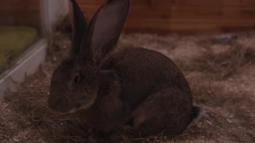 Darkcolored Rabbits on the Farm