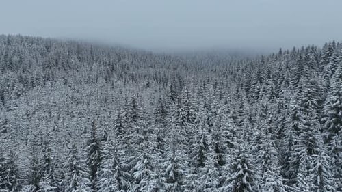 Vista aérea de un Zumbido de la carretera en un idílico paisaje invernal, naturaleza en un denso bosque con nieve fresca