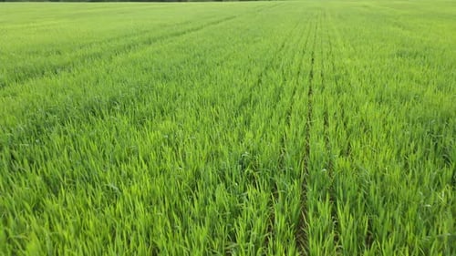 Aerial View of the Green Cereal Field Low Altitude Flight Agriculture Farming Concept