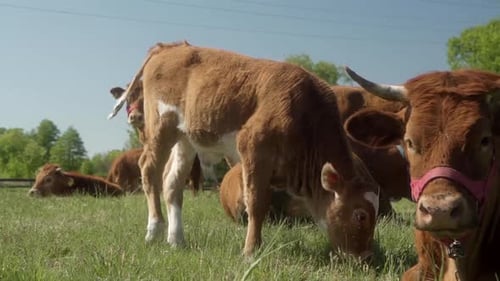Cattle Grazing Peacefully in Lush Green Pasture