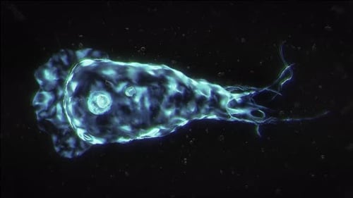 Amoeba Parasite Microbe Virus Organism Loop