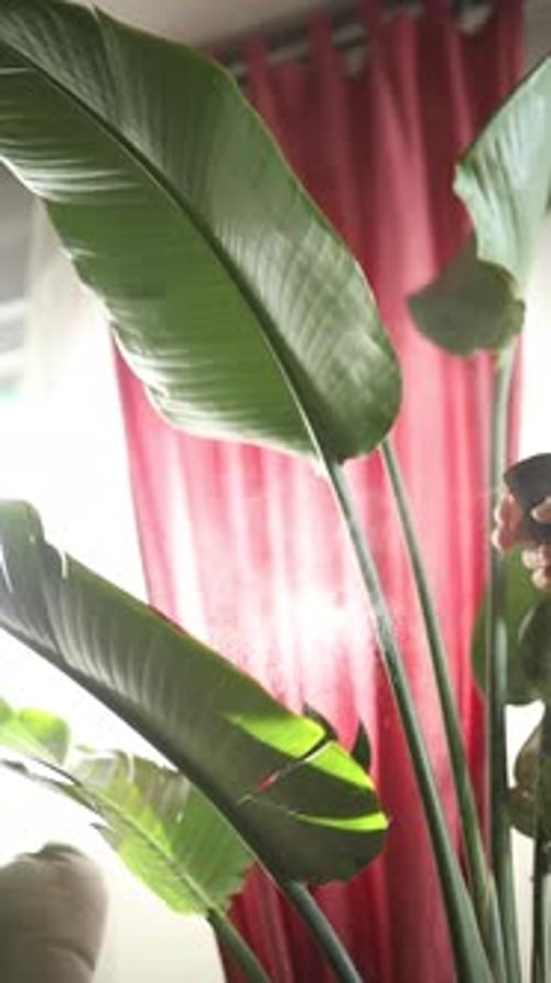 Plant Misting for Vibrant Bird of Paradise Indoor