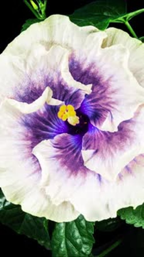 White and Purple Flower Blooming Time Lapse
