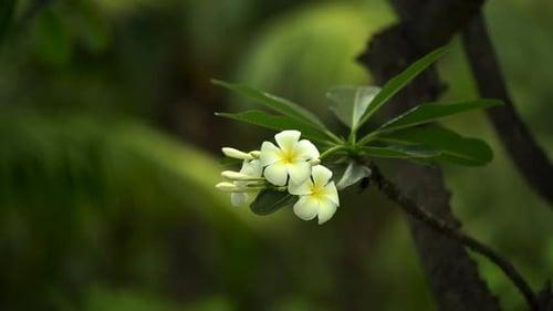 White Thai Plumeria on a Green Background of Palm Trees