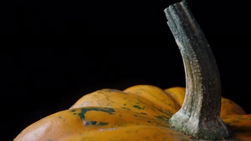 Yellow pumpkin with green spots rotates on a black background, close-up. Dolly slider extreme close-