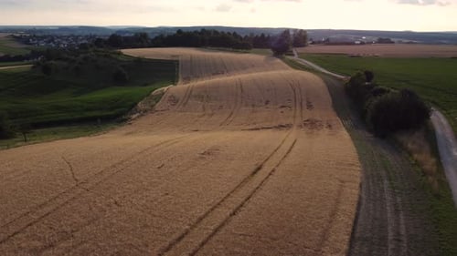 Drone flying over wheat field