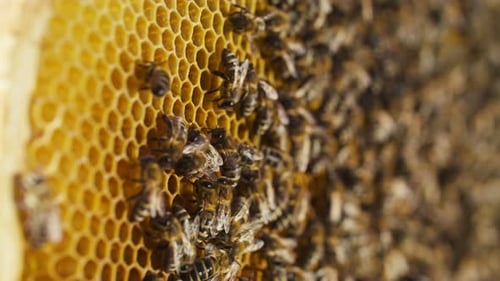 Gros plan de rayons d'abeilles avec de nombreuses abeilles faisant d'un apiculteur mellifère en bonne santé qui s'occupe d'une colonie d'abeilles