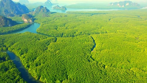 Green mangrove forest in tropical rainforest