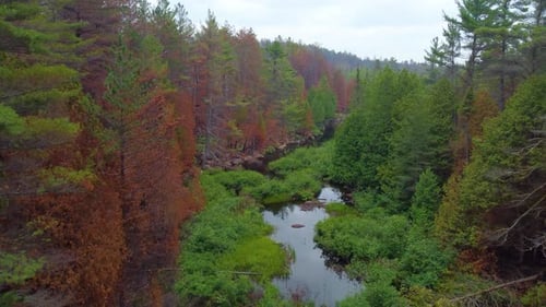 Pine Trees By The Creek Damaged By Wildfire In Canada. drone shot