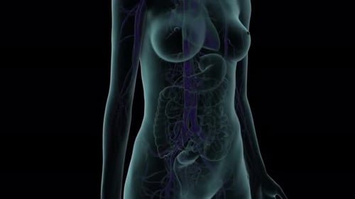 3D Medical Animation of Human Lymphatic and Circulatory System