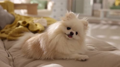 Cute Pomeranian Dog Resting Indoors on Couch
