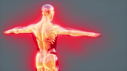 Futuristic 3D Human Muscular System X-ray Scan