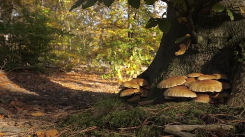 Macro Shot of Brown Forest Mushroom (Boletus)