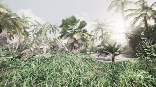 Sun Light in the Rain Forest