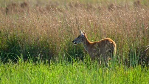 Marsh Deer (Blastocerus dichotomus) On Grasslands In South America. Static Shot
