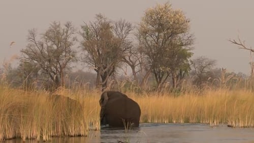 dos elefantes africanos machos vadean el agua tras nadar, doblan la esquina y desaparecen detrás de un junco,
