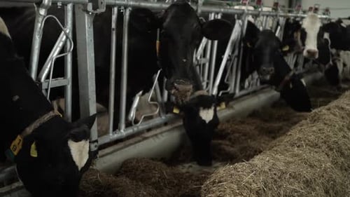 Cows on a diary farm eating. Cattle of cows