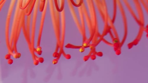 Extreme Close Up of a Delicate Orange Flower