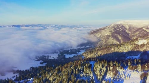 High Snowy Mountain Covered with Evergreen Fir Trees on a Sunny Cold Day