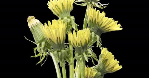 Zeitraffer einer Löwenzahn-Öffnung, Nahaufnahme, Makroaufnahme von Blumen, Gruppe, blühende Zeitlupe