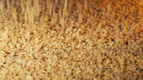 Hazelnut processing plant. cracked hazelnuts spilled from nut cracker. 4K
