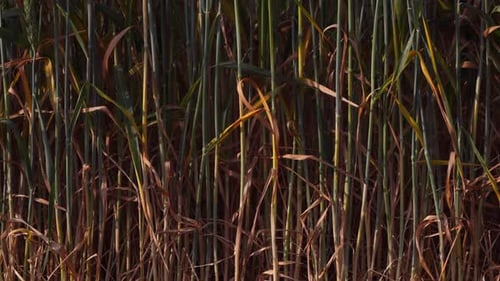 Wheat Field Ears of Wheat Swaying From the Gentle Wind