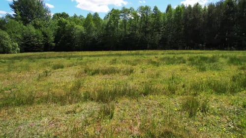 Green, wild meadow with forest in background and blue sky.