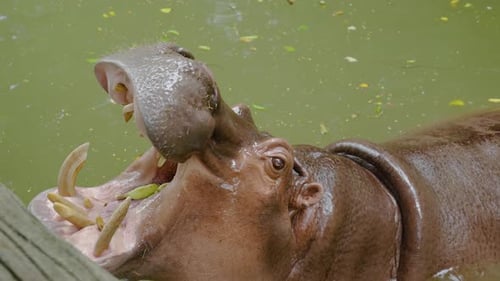Hippo with wide open mouth to feed fruit by traveller in Thailand zoo, Animal in nature water