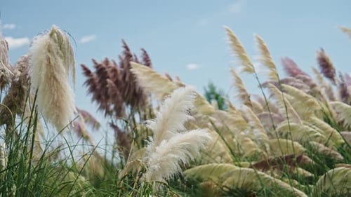 Pampas Grass Plants Swaying in the Wind, Close Up Background of Grasses Gently Blowing in Windy Weat