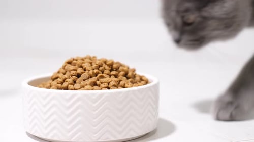 Closeup of a Gray Scottish Kitten Eating Dry Cat Food