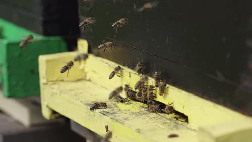 Bees Swarming Around Beehive Entrance on Sunny Day
