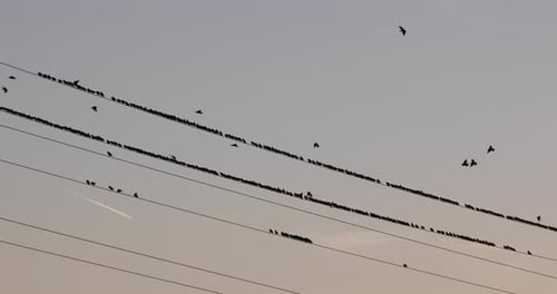 Starlings murmuration in Aiguamolls De L Emporda Nature Park, Spain. 4K UHD