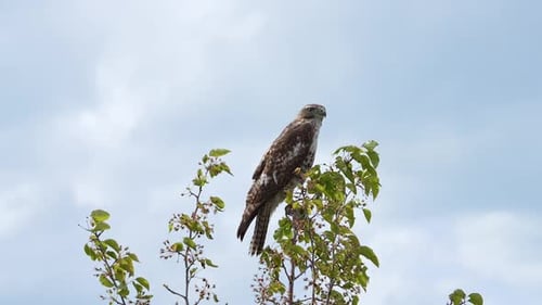 Juvenile Red-Tailed Hawk perched in a tree