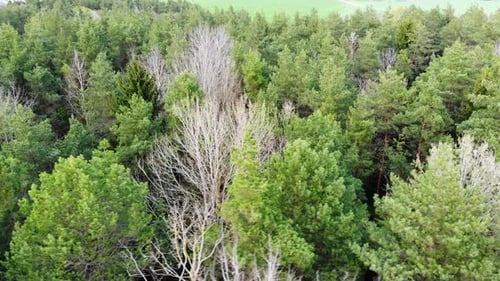 Spring Green Forest