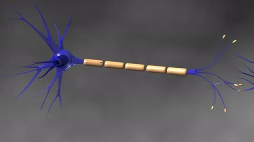Digital 3d render of a single nerve cell showing the axon and dendrites