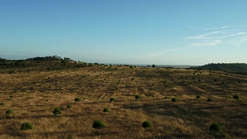 Olivenbaumplantage in Portugal 4K