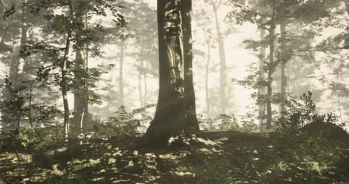Sunlight Filtering Through Trees in a Serene Forest Environment