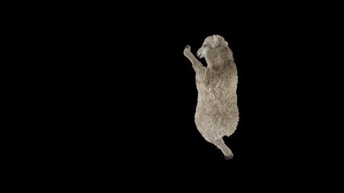 Animated Realistic Sheep Standing and Falling on Black Background